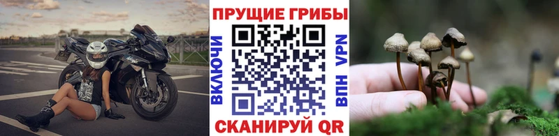 Псилоцибиновые грибы Psilocybe  Купить  Юрьевец